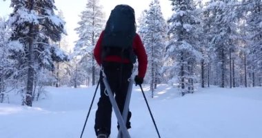 Pallas Yllastunturi Milli Parkı, Laponya, Finlandiya 'da kayak gezisi