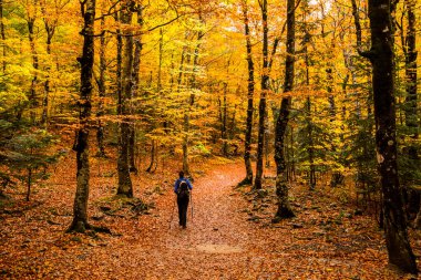 Sonbaharda Ordesa ve Monte Perdido Ulusal Parkı 'nda genç bir kadın.