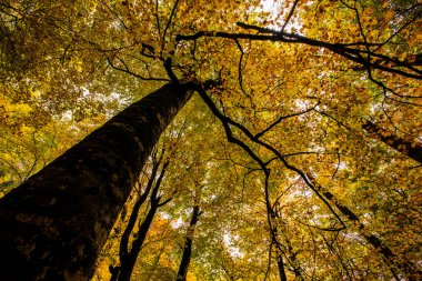 Sonbahar Ordesa ve Monte Perdido Ulusal Parkı, İspanya