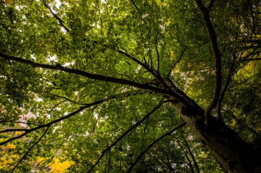 Sonbahar Ordesa ve Monte Perdido Ulusal Parkı, İspanya