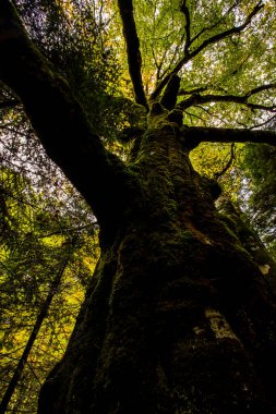 Sonbahar Ordesa ve Monte Perdido Ulusal Parkı, İspanya