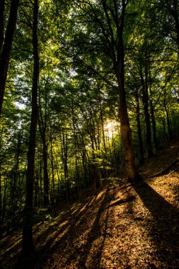 Collsacabra ormanlarında günbatımı, La Garrotxa, Girona, İspanya.