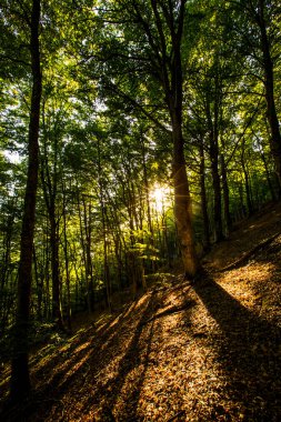Collsacabra ormanlarında günbatımı, La Garrotxa, Girona, İspanya.