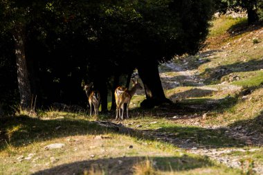 La Garrotxa, Girona, Pyrenees, İspanya 'daki Fallow geyikleri. Avrupa.