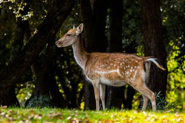 La Garrotxa, Girona, Pyrenees, İspanya 'daki Fallow geyikleri. Avrupa.