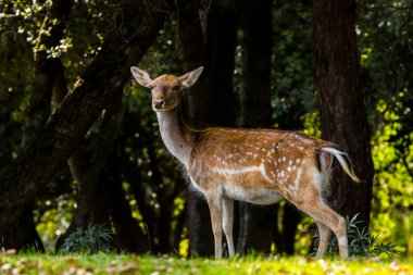 La Garrotxa, Girona, Pyrenees, İspanya 'daki Fallow geyikleri. Avrupa.