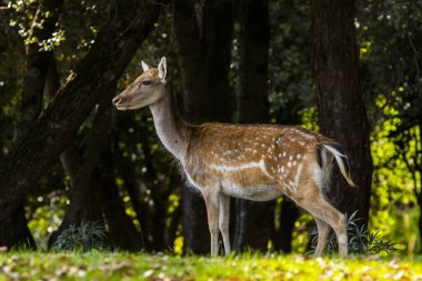 La Garrotxa, Girona, Pyrenees, İspanya 'daki Fallow geyikleri. Avrupa.