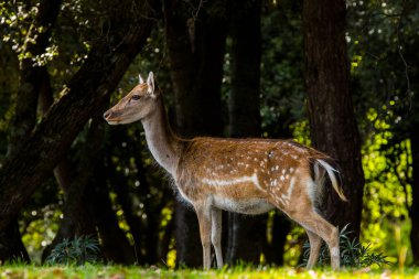 La Garrotxa, Girona, Pyrenees, İspanya 'daki Fallow geyikleri. Avrupa.