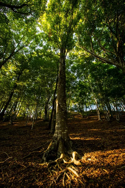 Sunset Collsacabra Forests Garrotxa Girona Spain — ストック写真