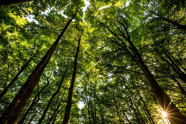 Захід Сонця Лісах Колсакабри Гарроча Жирона Іспанія — стокове фото