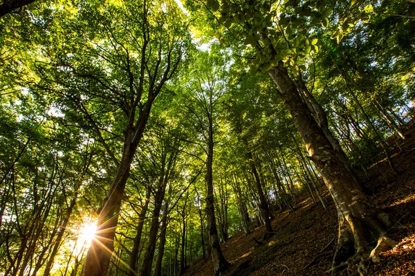 Zonsondergang Collsacabra Bossen Garrotxa Girona Spanje — Stockfoto