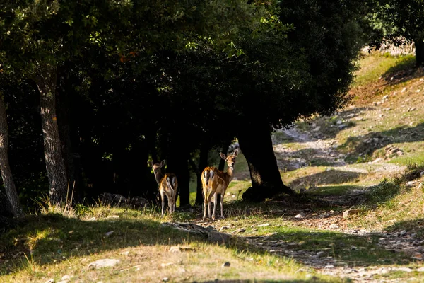 Fallow Deers Garrotxa Girona Pyrenees Spain Європа — стокове фото