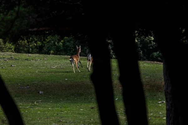 Fallow Deers Garrotxa Girona Pyrenees Spain Європа — стокове фото