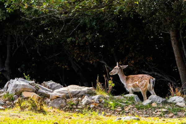 Fallow Deers Garrotxa Girona Pyrenees Spain Europe — стокове фото