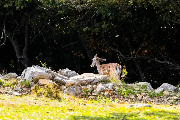 Fallow Deers Garrotxa Girona Pyrenees Spain Europe — Stockfoto