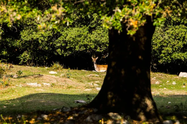 Fallow Deers Garrotxa Girona Pyrenees Spain Europe — стокове фото