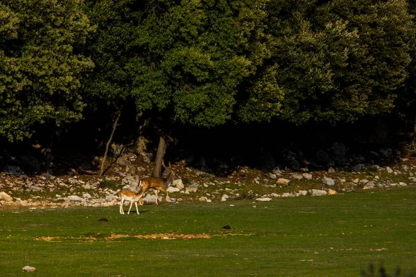 Fallow Deers Garrotxa Girona Pyrenees Spain Europe — Fotografia de Stock