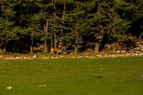 Fallow Deers Garrotxa Girona Pyrenees Spain Europe — Stock Fotó