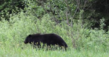 Kara Ayı (Ursus americanus) Buzul Ulusal Parkı, Kanada