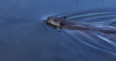 Scene of a beaver (Castor) in Hinton Town, Alberta, Canada.