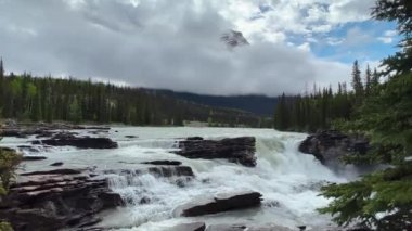 Athabasca Şelaleleri 'nde yaz, Jasper Ulusal Parkı, Kanada