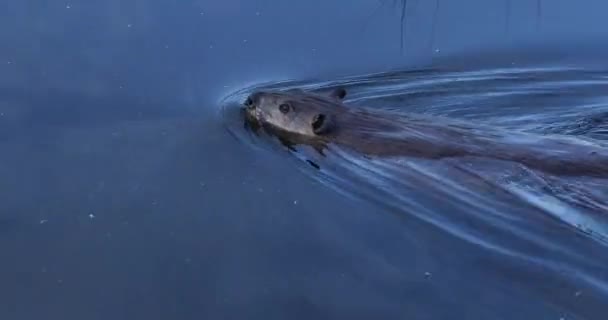 Scene Beaver Castor Hinton Town Alberta Canada — Vídeo de Stock