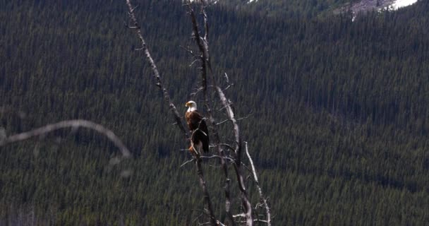 Bald Eagle Haliaeetus Leucocephalus Jasper National Park Canada — 图库视频影像