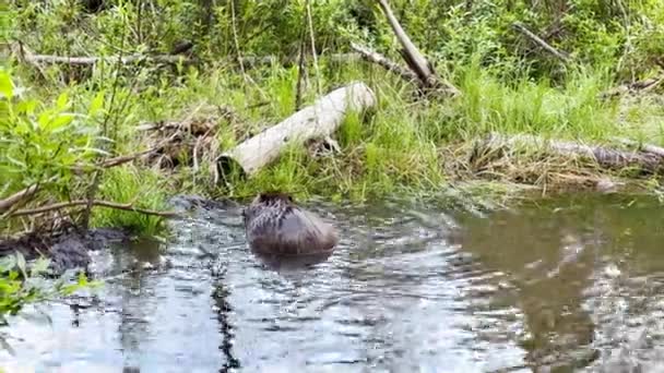 Scene Beaver Castor Hinton Town Alberta Canada — Stockvideo