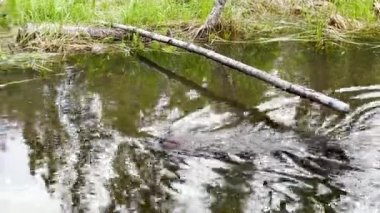 Scene of a beaver (Castor) in Hinton Town, Alberta, Canada.