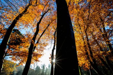 La Fageda D En Jorda Ormanı 'nda sonbahar, La Garrotxa, Kuzey İspanya.