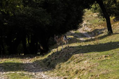 La Garrotxa, Girona, Pyrenees, İspanya 'daki Fallow geyikleri. Avrupa.