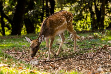 La Garrotxa, Girona, Pyrenees, İspanya 'daki Fallow geyikleri. Avrupa.