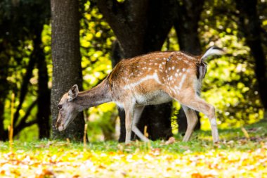 La Garrotxa, Girona, Pyrenees, İspanya 'daki Fallow geyikleri. Avrupa.