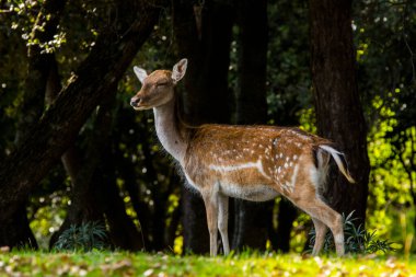 Fallow deers in La Garrotxa, Girona, Pyrenees, Spain. Europe.