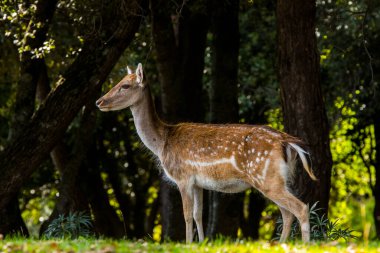 La Garrotxa, Girona, Pyrenees, İspanya 'daki Fallow geyikleri. Avrupa.