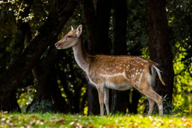 La Garrotxa, Girona, Pyrenees, İspanya 'daki Fallow geyikleri. Avrupa.