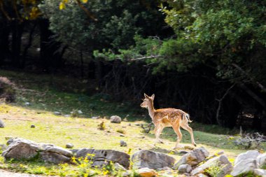 La Garrotxa, Girona, Pyrenees, İspanya 'daki Fallow geyikleri. Avrupa.