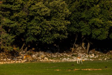 La Garrotxa, Girona, Pyrenees, İspanya 'daki Fallow geyikleri. Avrupa.