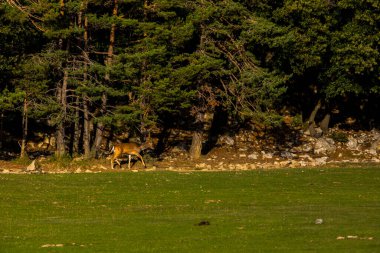 La Garrotxa, Girona, Pyrenees, İspanya 'daki Fallow geyikleri. Avrupa.