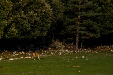 La Garrotxa, Girona, Pyrenees, İspanya 'daki Fallow geyikleri. Avrupa.