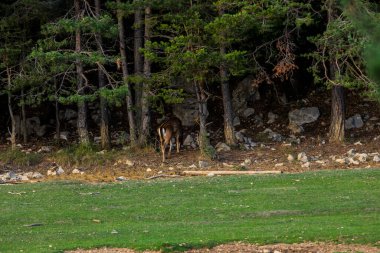 La Garrotxa, Girona, Pyrenees, İspanya 'daki Fallow geyikleri. Avrupa.