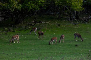 La Garrotxa, Girona, Pyrenees, İspanya 'daki Fallow geyikleri. Avrupa.