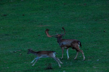 La Garrotxa, Girona, Pyrenees, Kuzey İspanya 'daki Fallow geyikleri. Avrupa