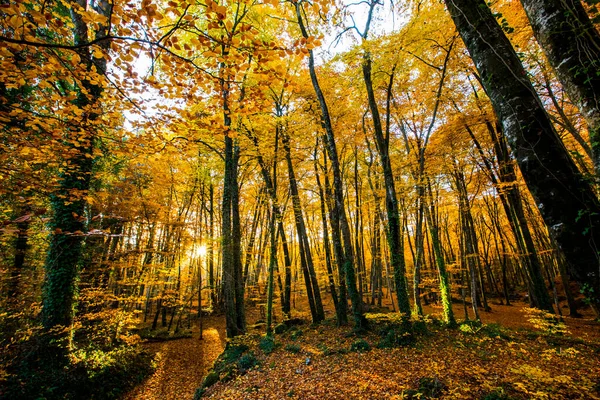 Осень Лесу Fageda Jorda Garrotxa Севере Испании — стоковое фото