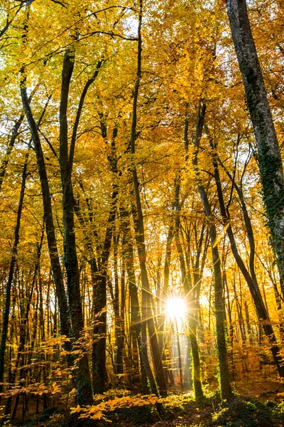 Otoño Bosque Fageda Jorda Garrotxa Norte España — Foto de Stock