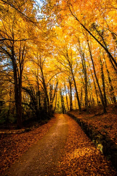 Jesień Fageda Jorda Forest Garrotxa Północna Hiszpania — Zdjęcie stockowe