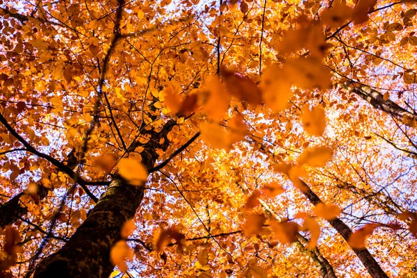 Autumn Fageda Jorda Forest Garrotxa Northern Spain — Stock Photo, Image