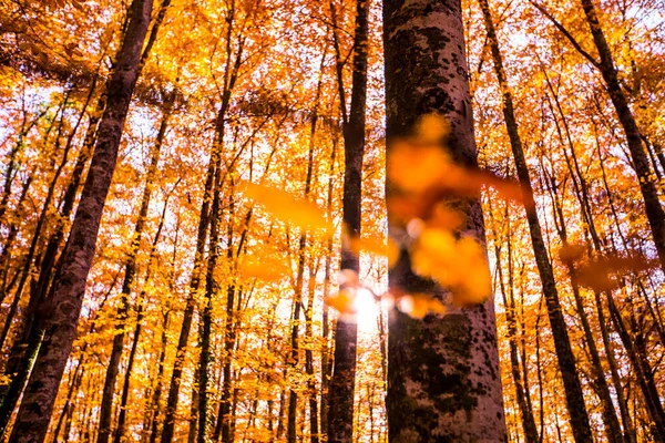 La Fageda D En Jorda Ormanı 'nda sonbahar, La Garrotxa, Kuzey İspanya.