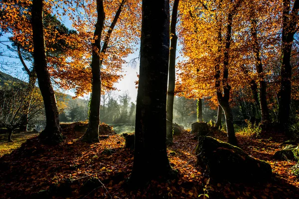 Осень Лесу Fageda Jorda Garrotxa Севере Испании — стоковое фото