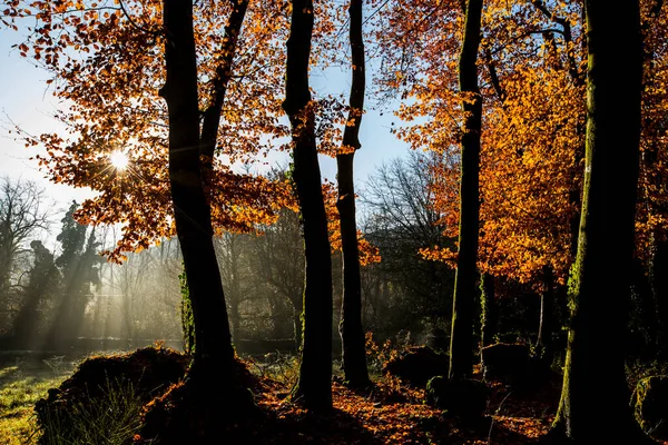 Jesień Fageda Jorda Forest Garrotxa Północna Hiszpania — Zdjęcie stockowe